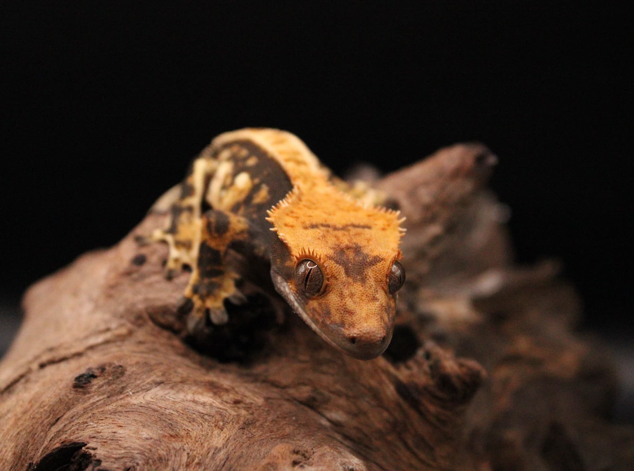 Crested Gecko from our breeding program