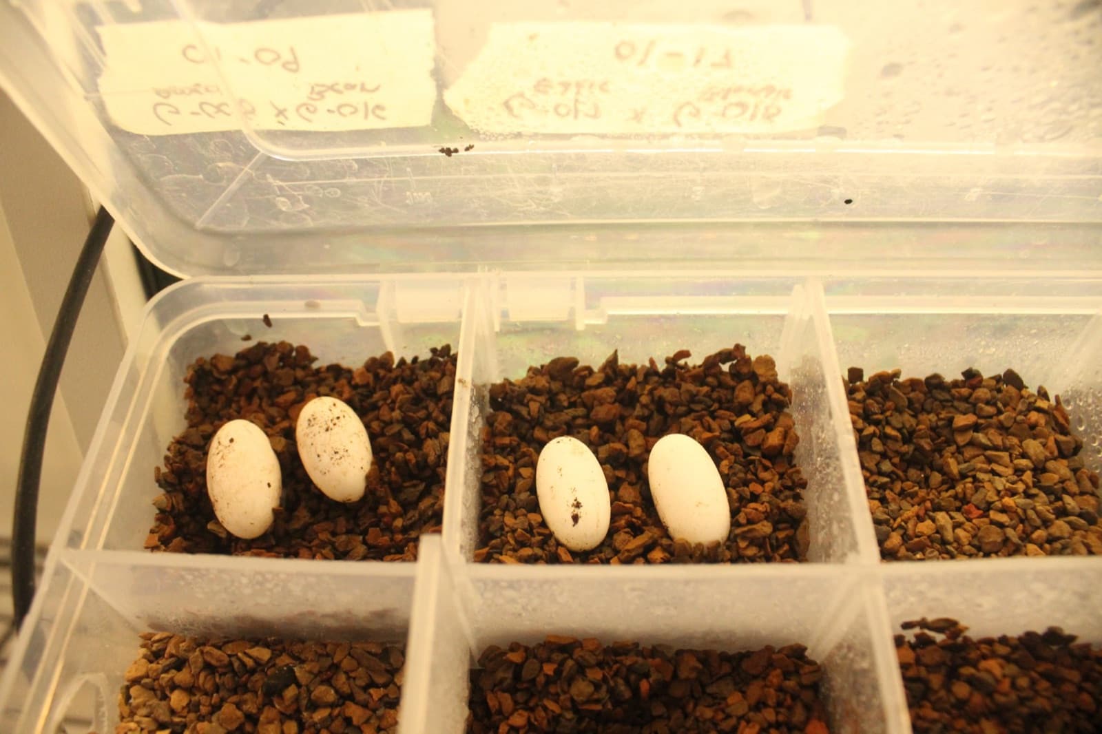 Four white crested gecko eggs in two compartments of an incubation box, with handwritten pairing labels on the lid