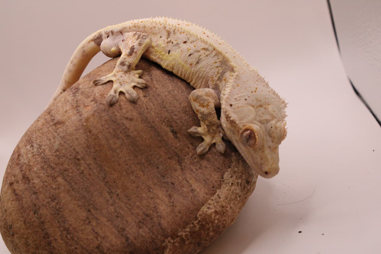 Matcha, a cream crested gecko, resting on a coconut hide