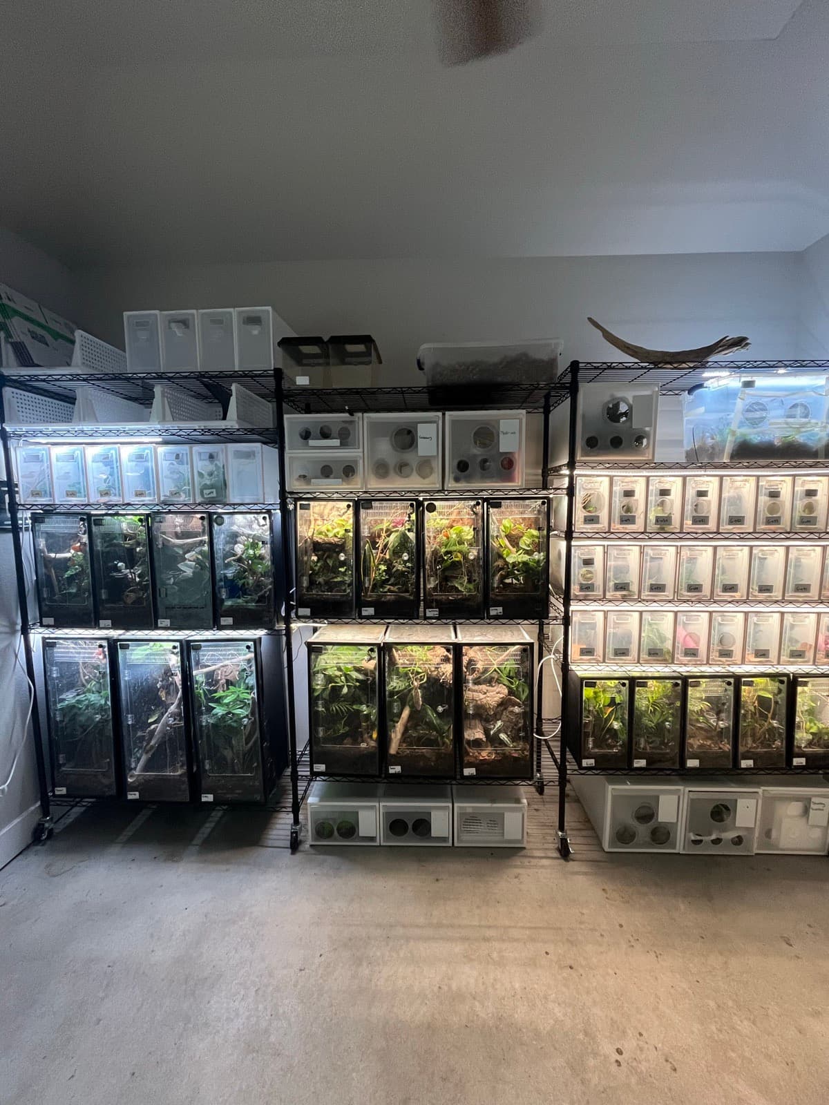 The whole gecko room: three wire racks of planted enclosures and labeled tubs along one wall