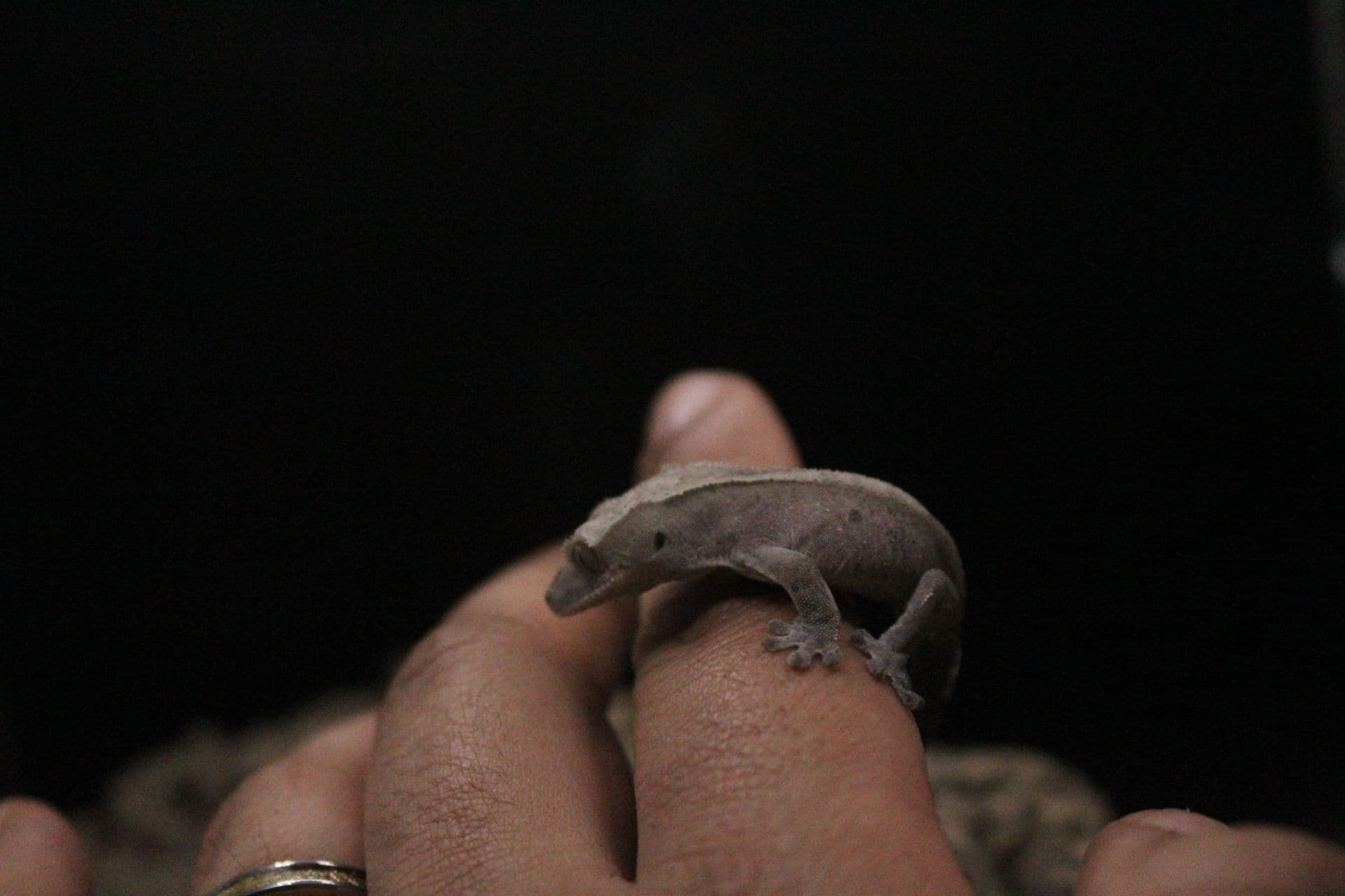 Monty, a Axanthic crested gecko, photo 14 of 14