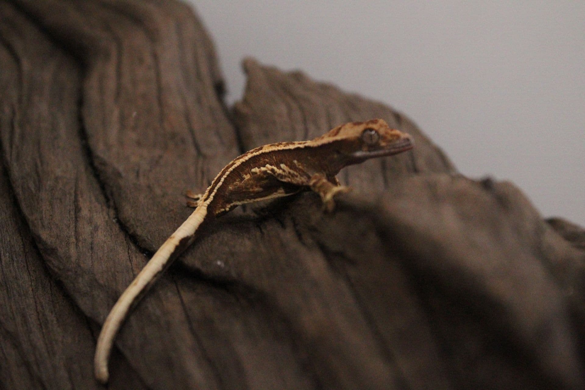 Yzma, photo 5 of 5