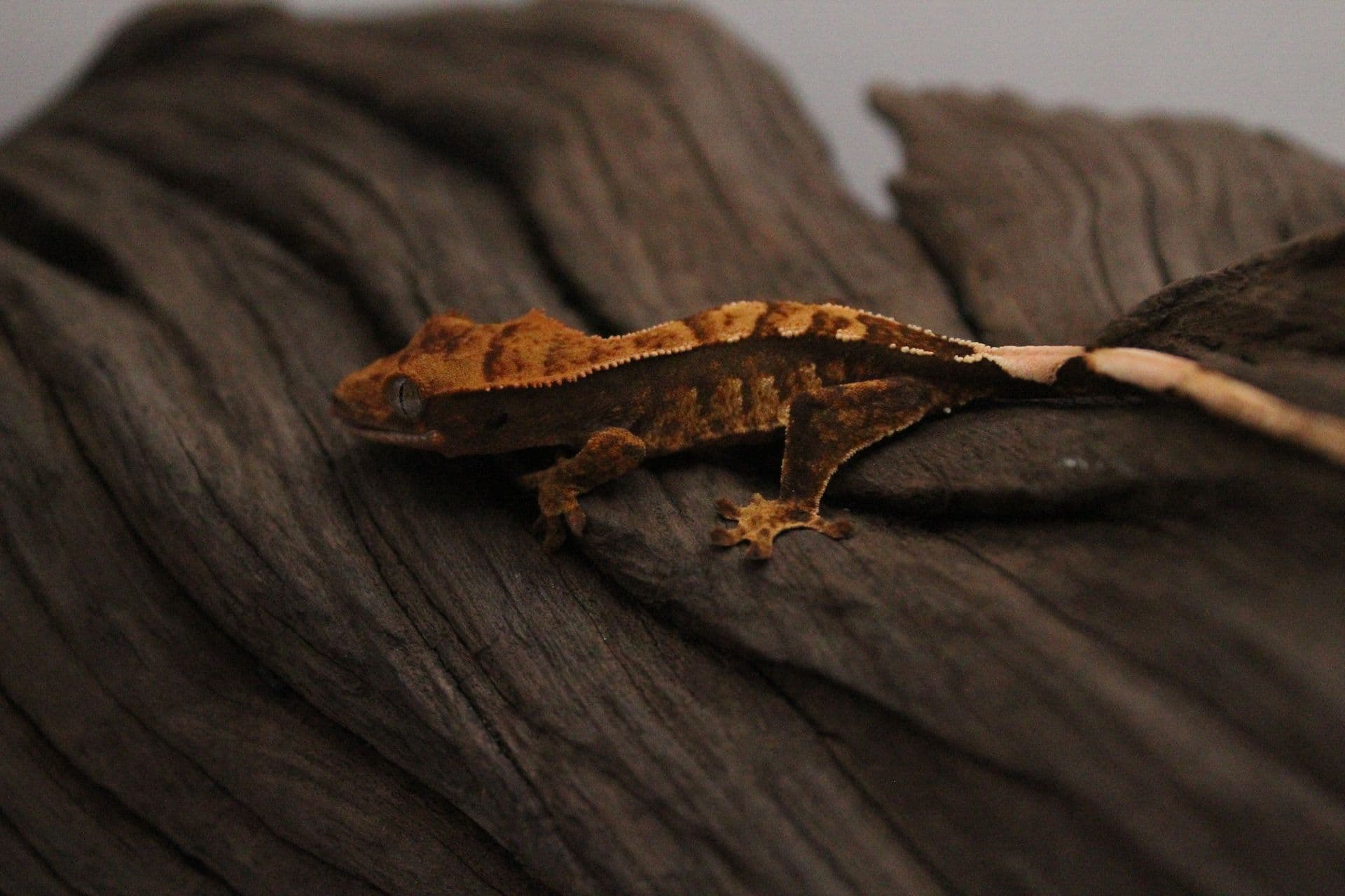 Nougat, photo 7 of 7